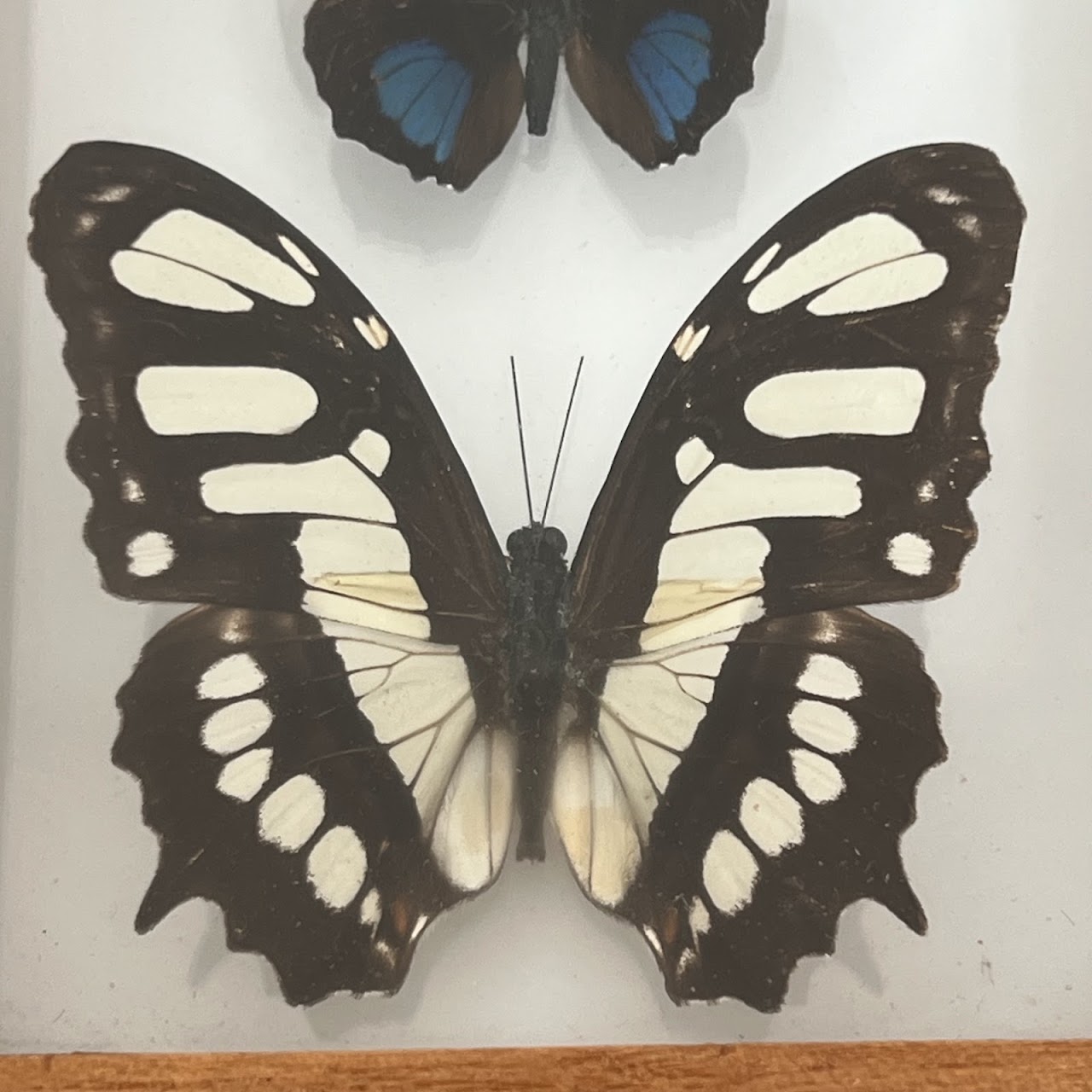 Lepidoptera Specimen Group of Five