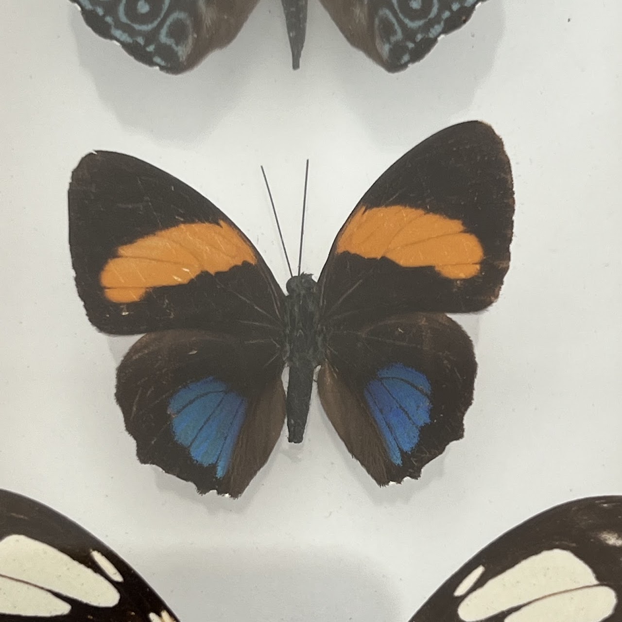 Lepidoptera Specimen Group of Five