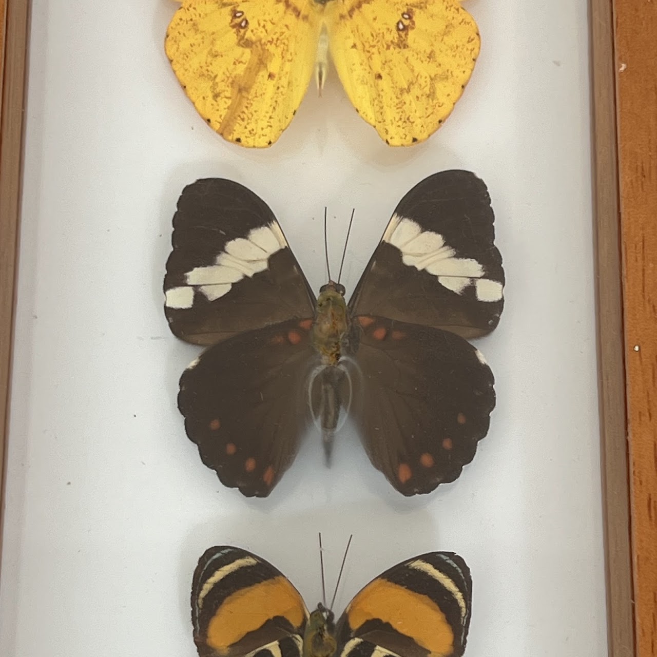 Lepidoptera Specimen Group of Five