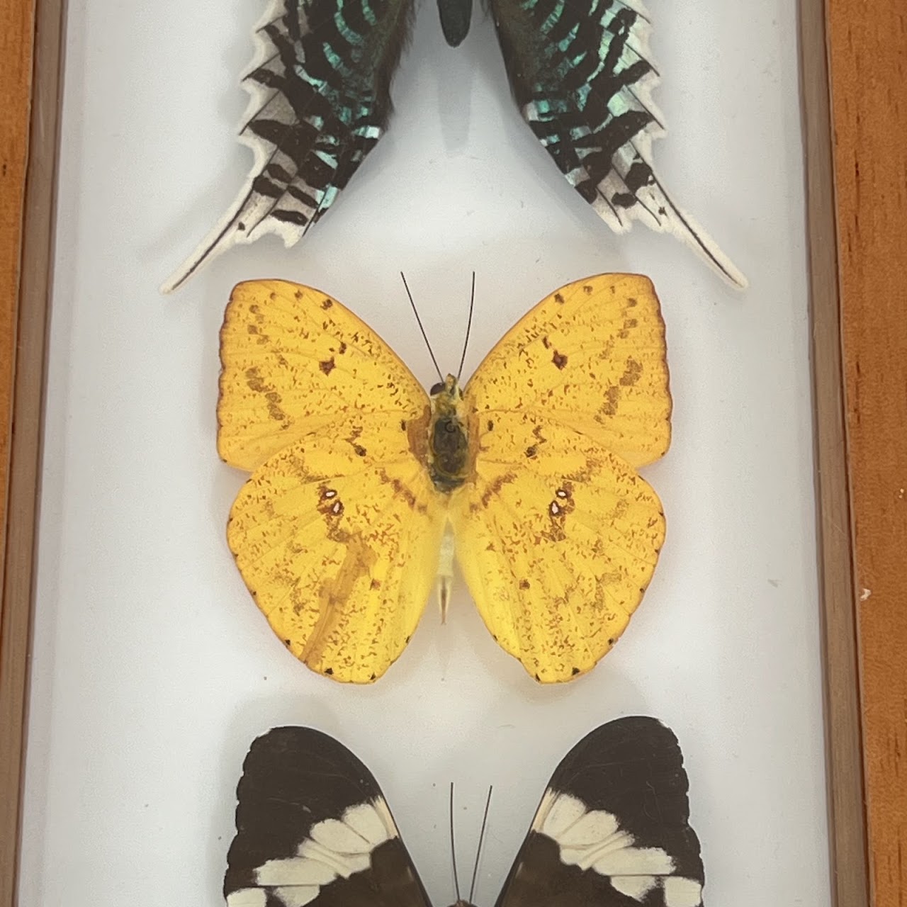 Lepidoptera Specimen Group of Five