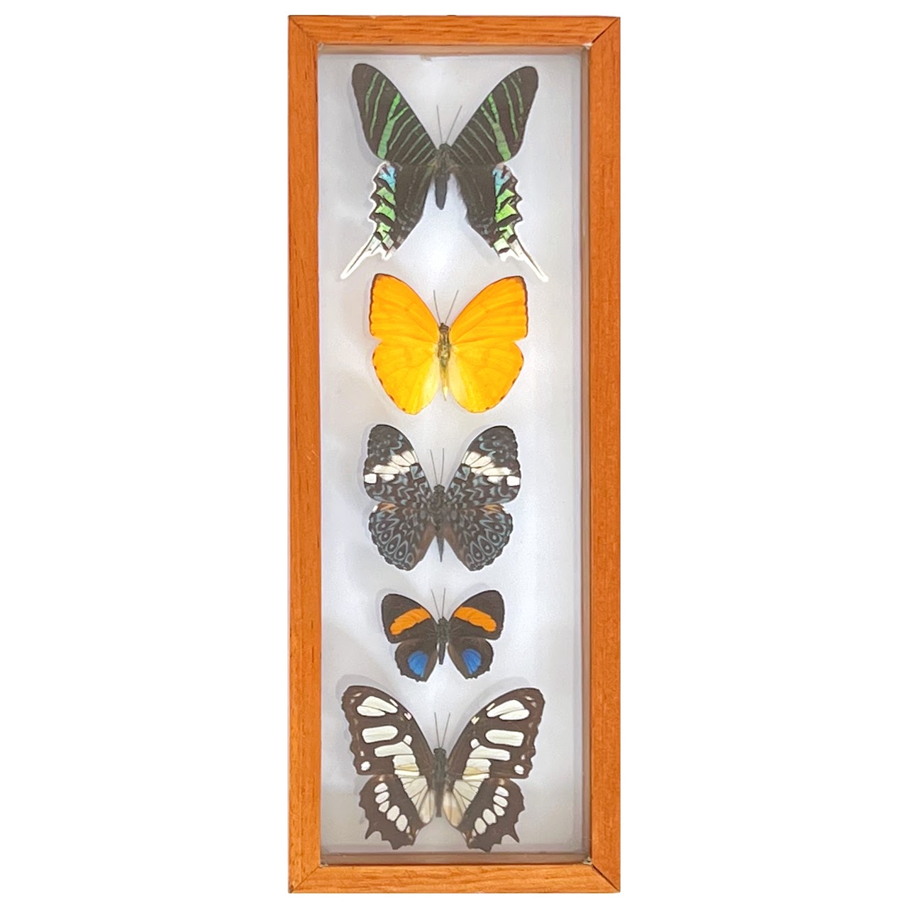 Lepidoptera Specimen Group of Five