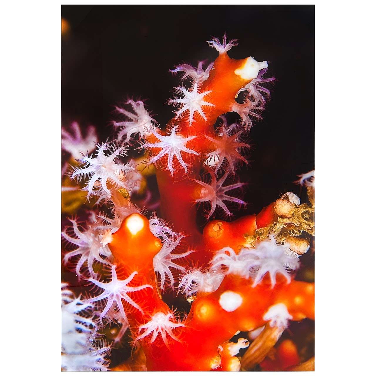 David L Raines Signed 'Coral I' Large Scale Photograph