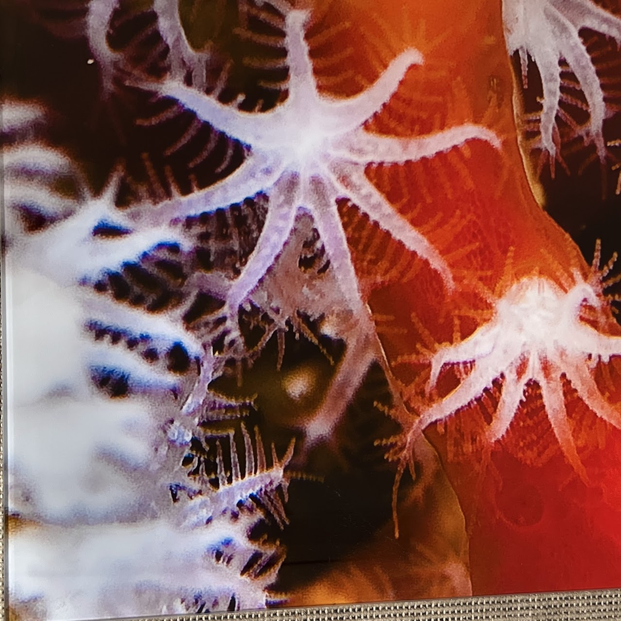 David L Raines Signed 'Coral I' Large Scale Photograph