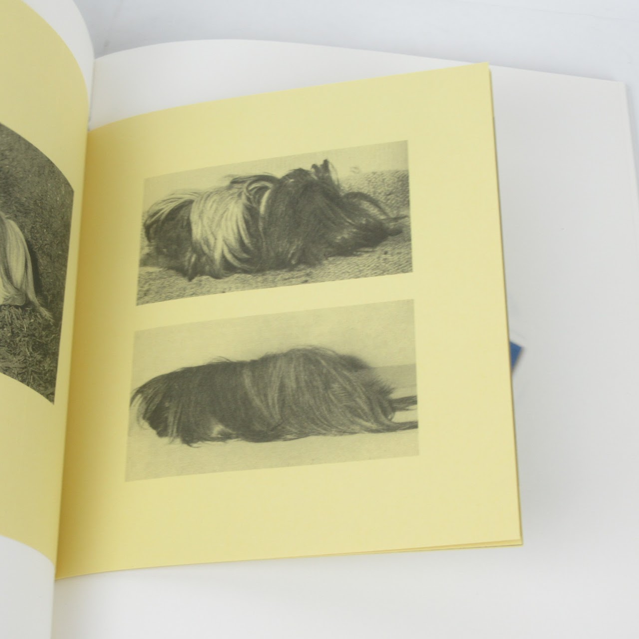 Ruth Van Beek: The Hibernators Photo Essay Book