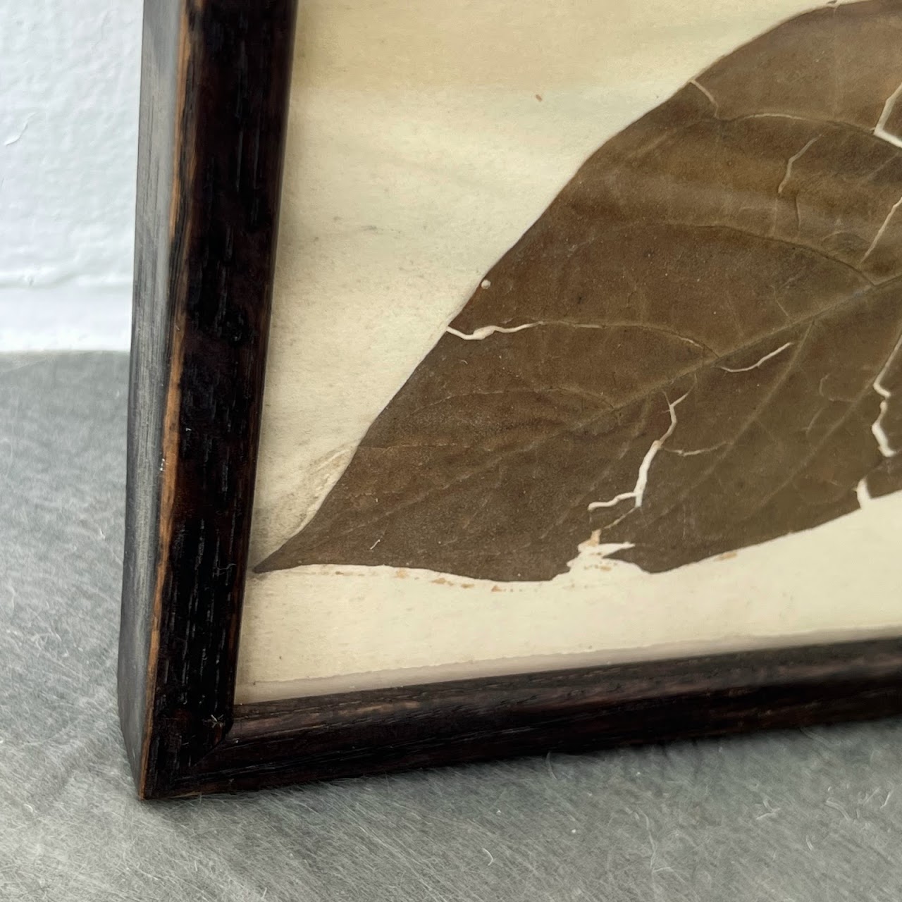 19th C. Mounted Botanical Specimen #4