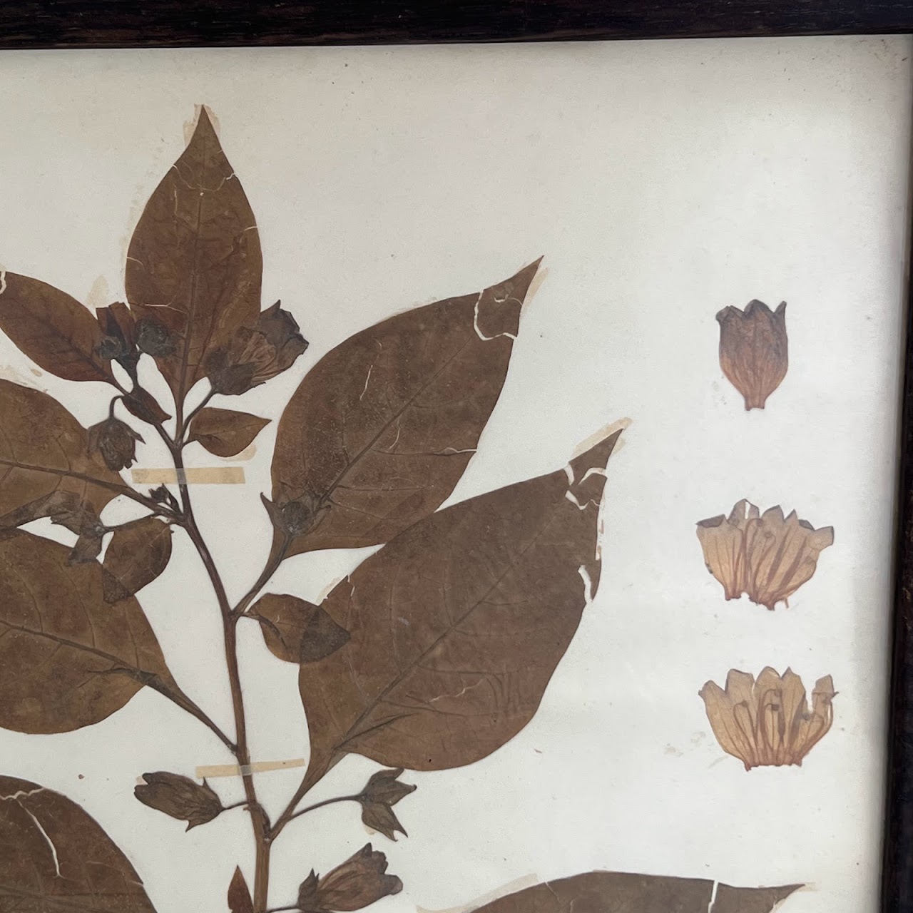 19th C. Mounted Botanical Specimen #4