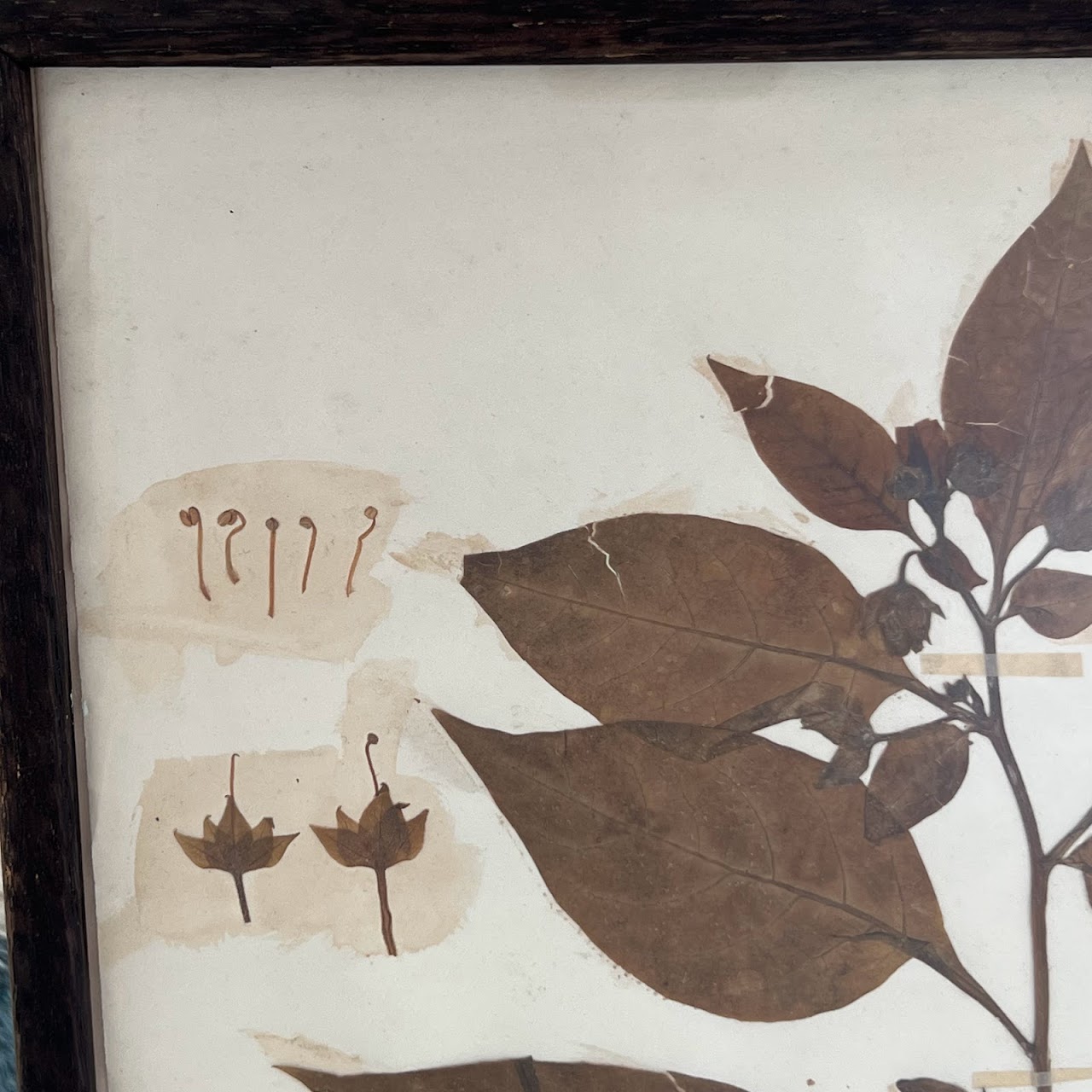 19th C. Mounted Botanical Specimen #4