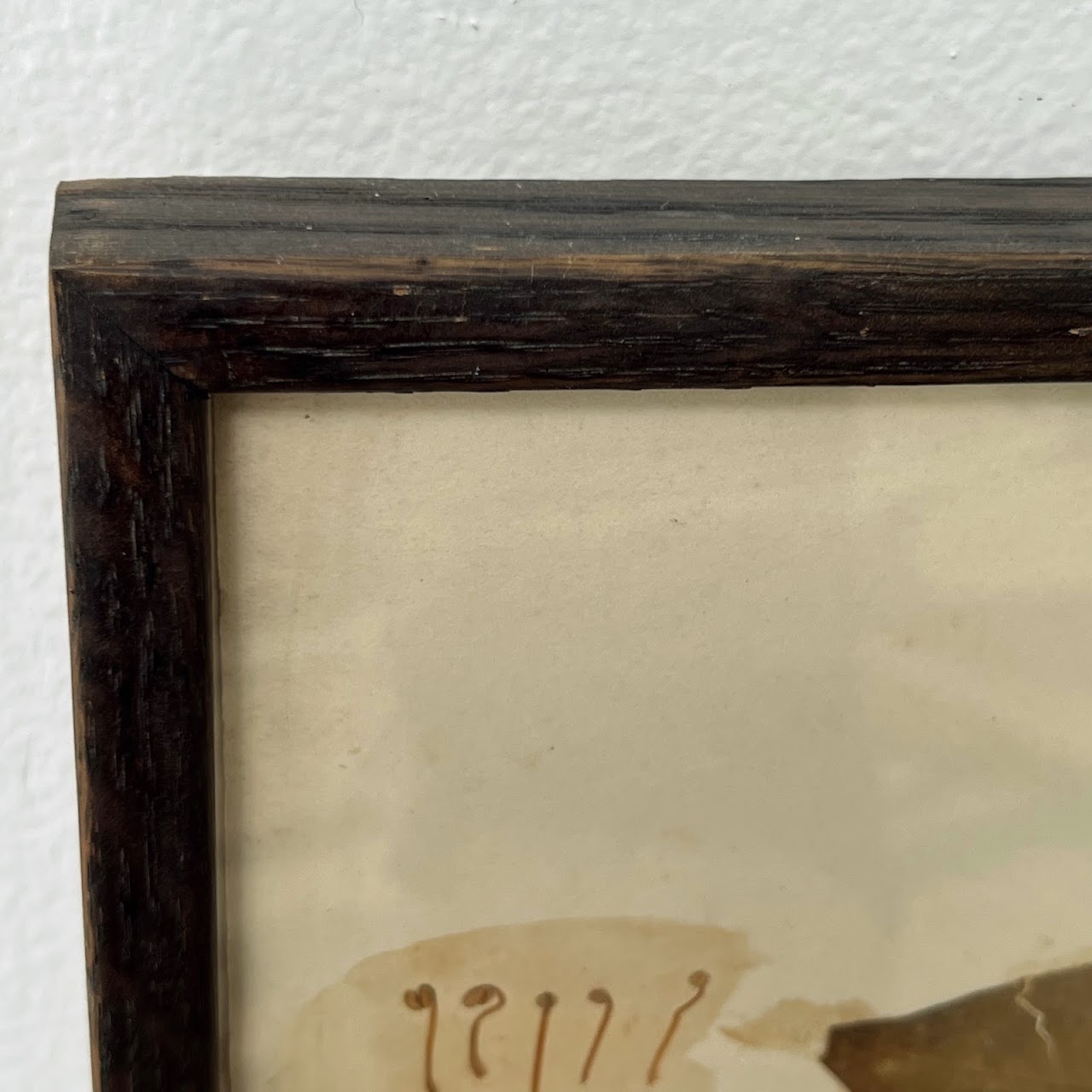 19th C. Mounted Botanical Specimen #4