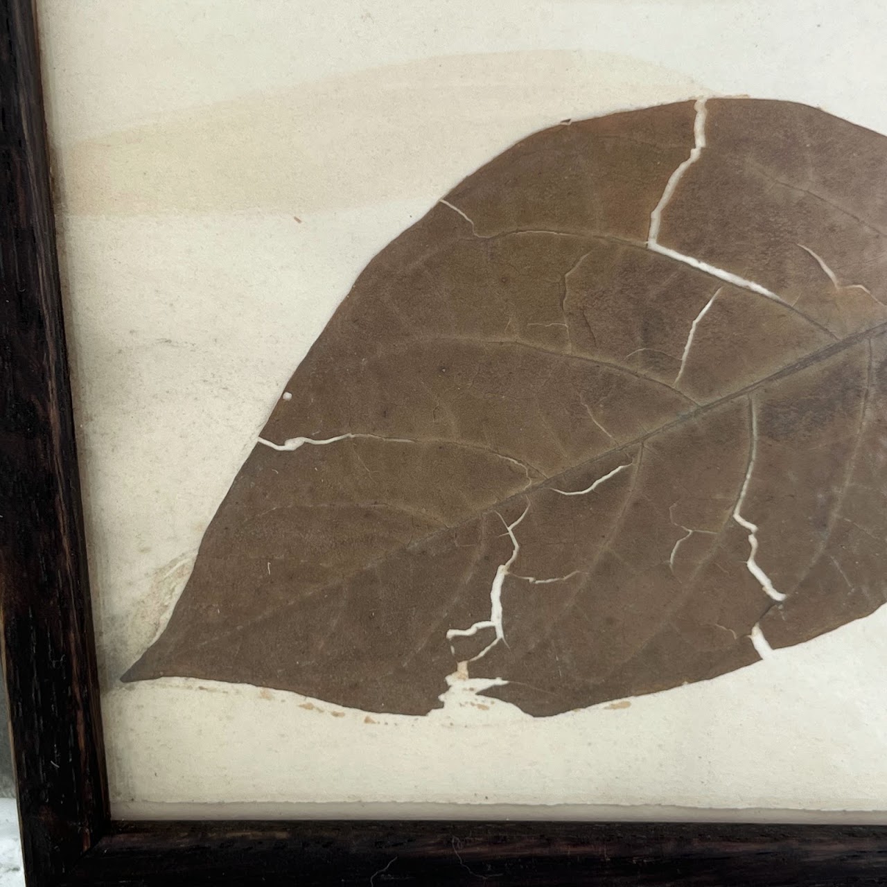 19th C. Mounted Botanical Specimen #4