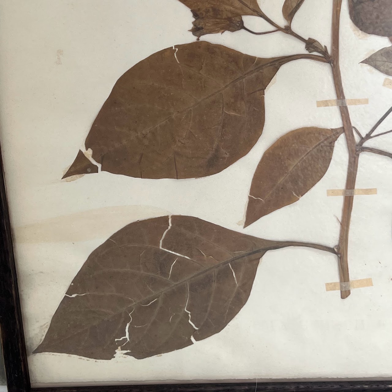 19th C. Mounted Botanical Specimen #4