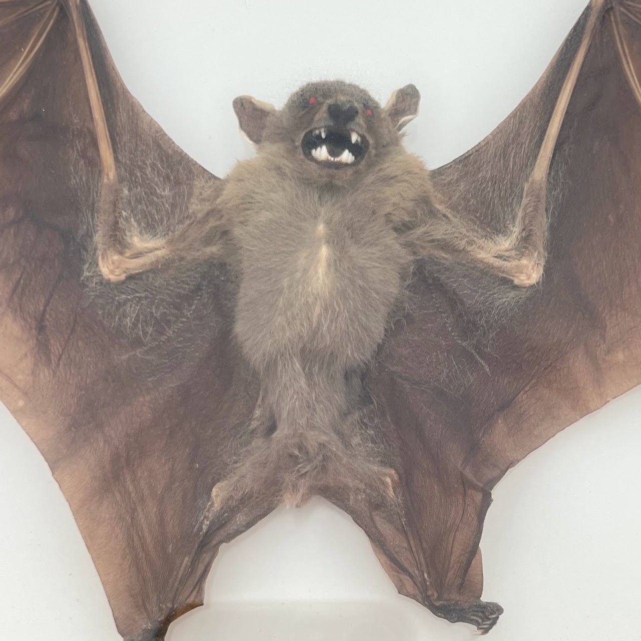 Cynopterus Brachyotis (Short-Nosed Fruit Bat) Mounted Specimen