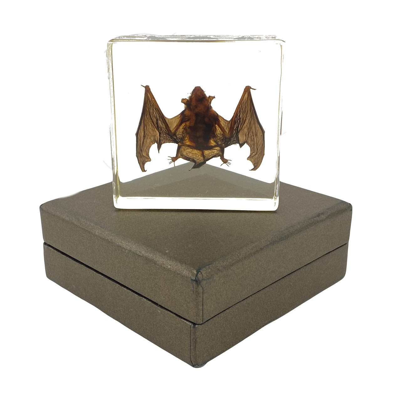 Natural Juvenile Bat Specimen In Acrylic