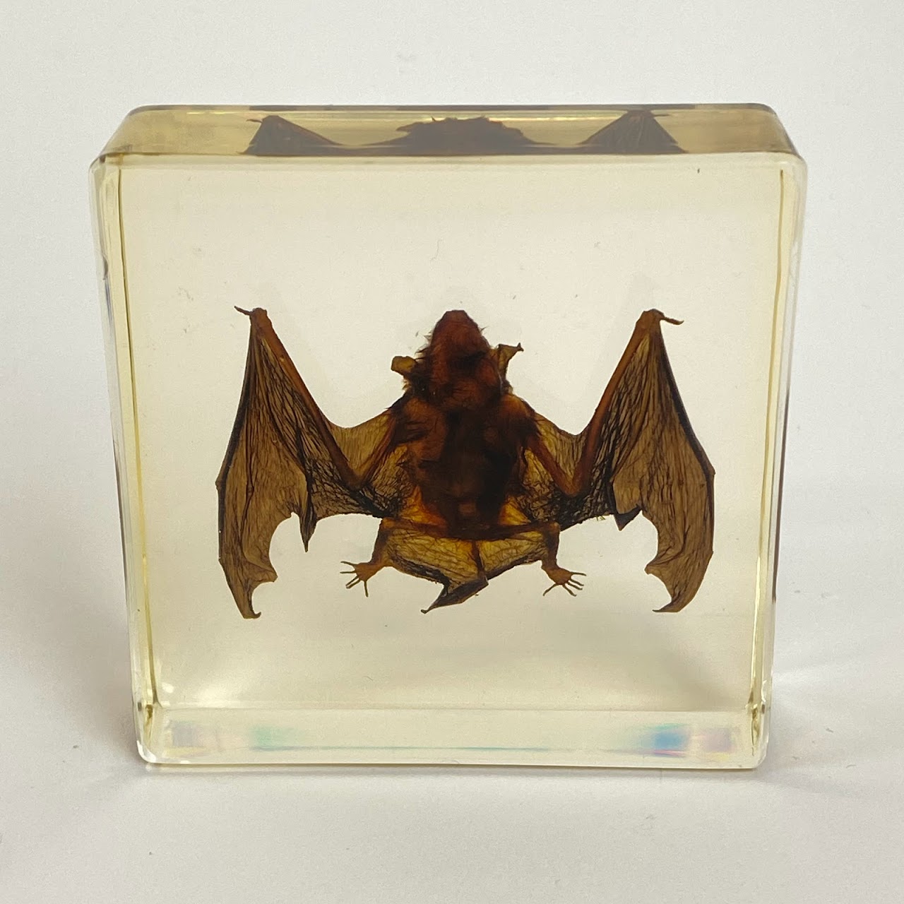 Natural Juvenile Bat Specimen In Acrylic