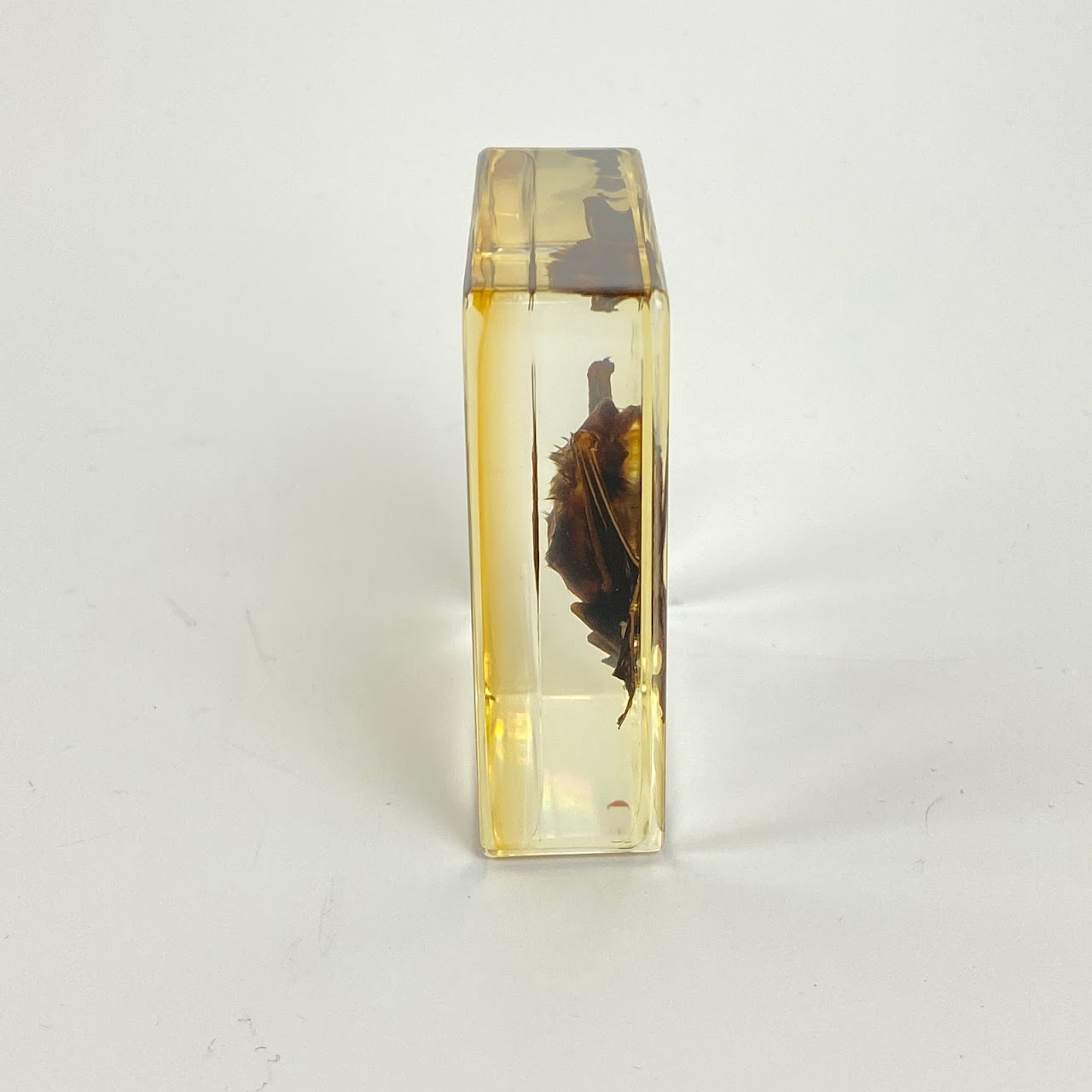 Natural Juvenile Bat Specimen In Acrylic