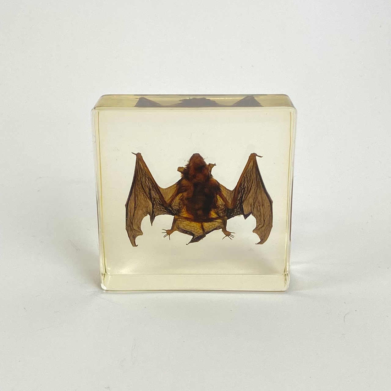 Natural Juvenile Bat Specimen In Acrylic