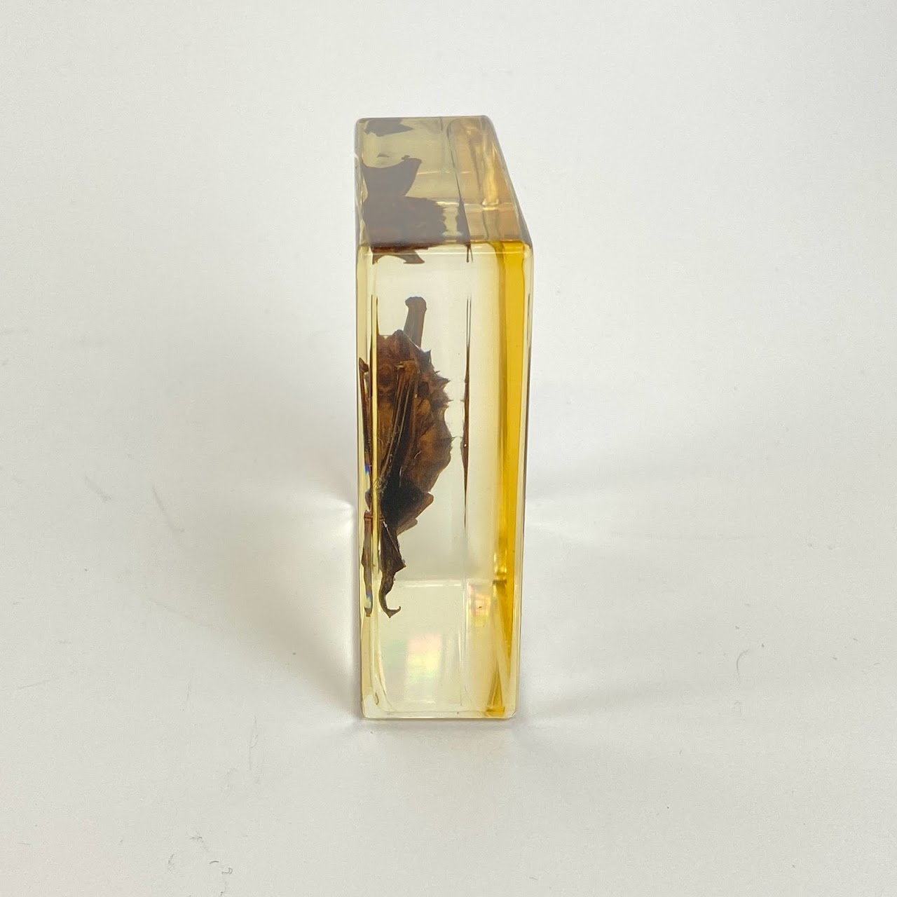 Natural Juvenile Bat Specimen In Acrylic