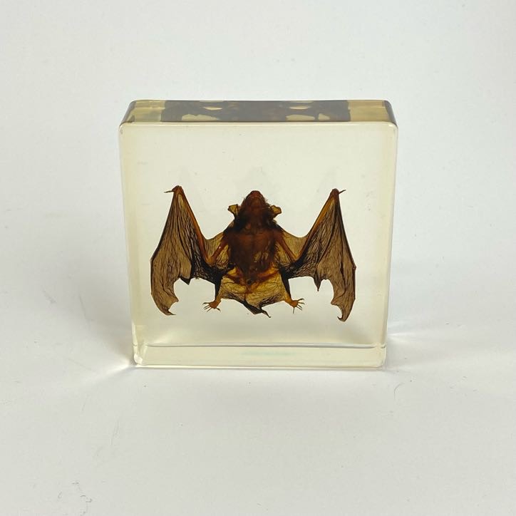 Natural Juvenile Bat Specimen In Acrylic