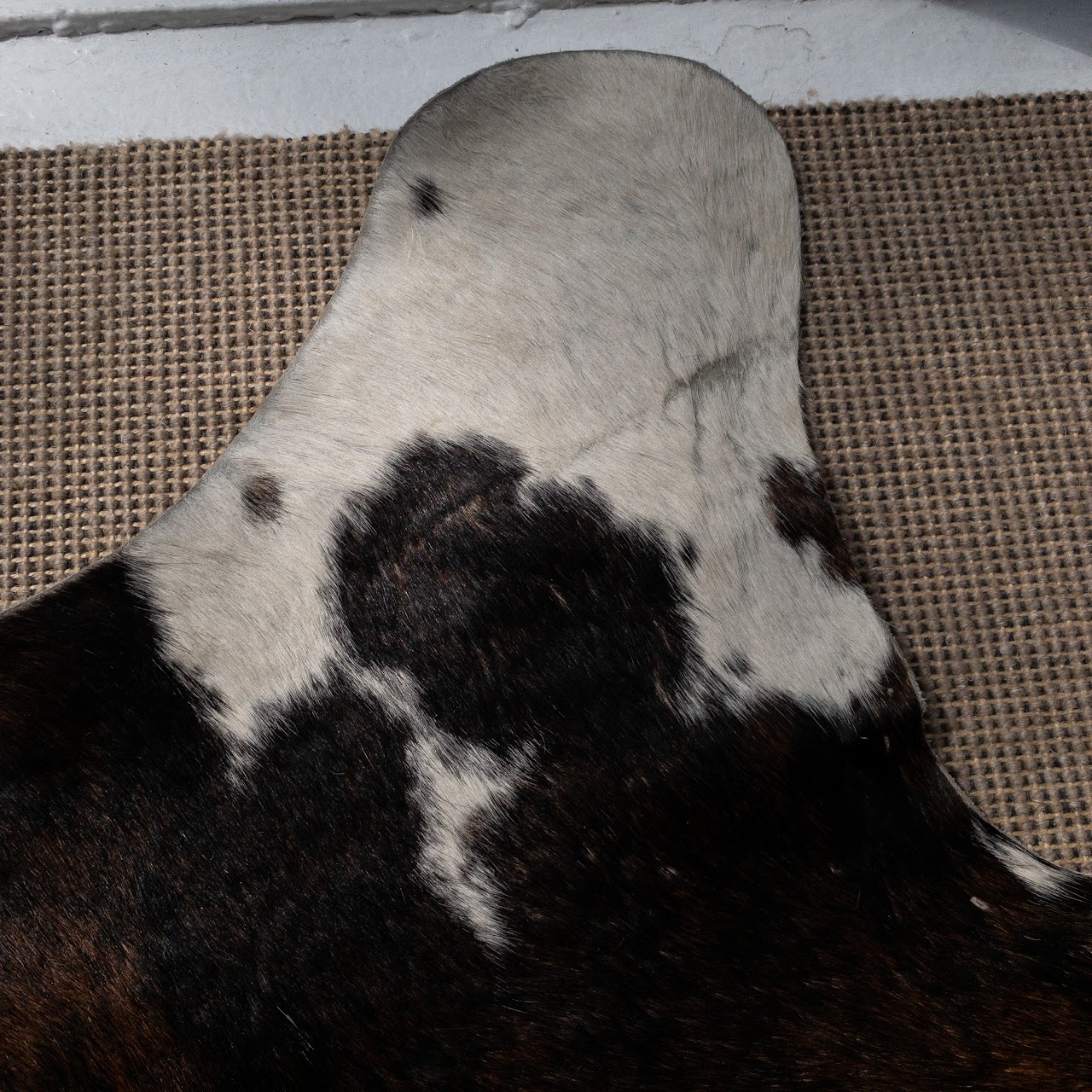 Cow Hide Rug