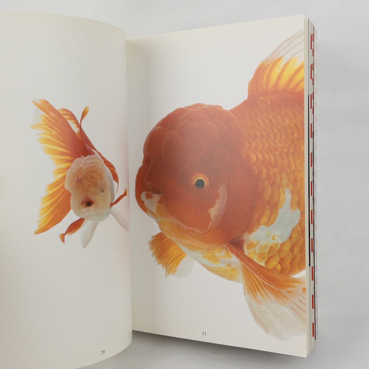 "Kingyo: The Artistry of Japanese Goldfish" Kazuya Takoka, Sachiko Kuru Kanoko Okamoto