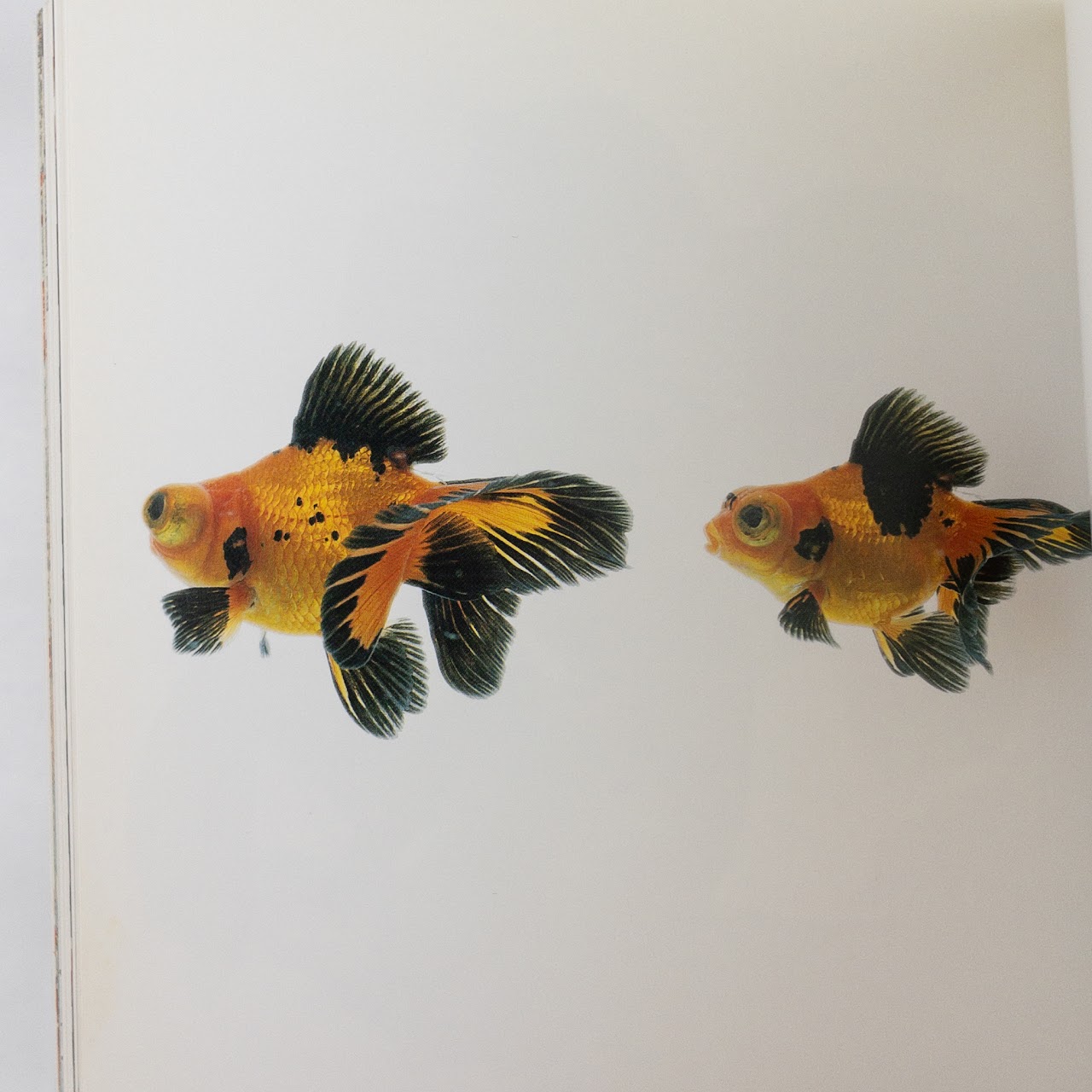 "Kingyo: The Artistry of Japanese Goldfish" Kazuya Takoka, Sachiko Kuru Kanoko Okamoto