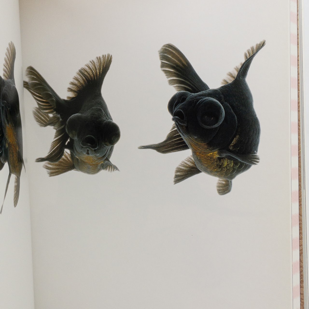 "Kingyo: The Artistry of Japanese Goldfish" Kazuya Takoka, Sachiko Kuru Kanoko Okamoto