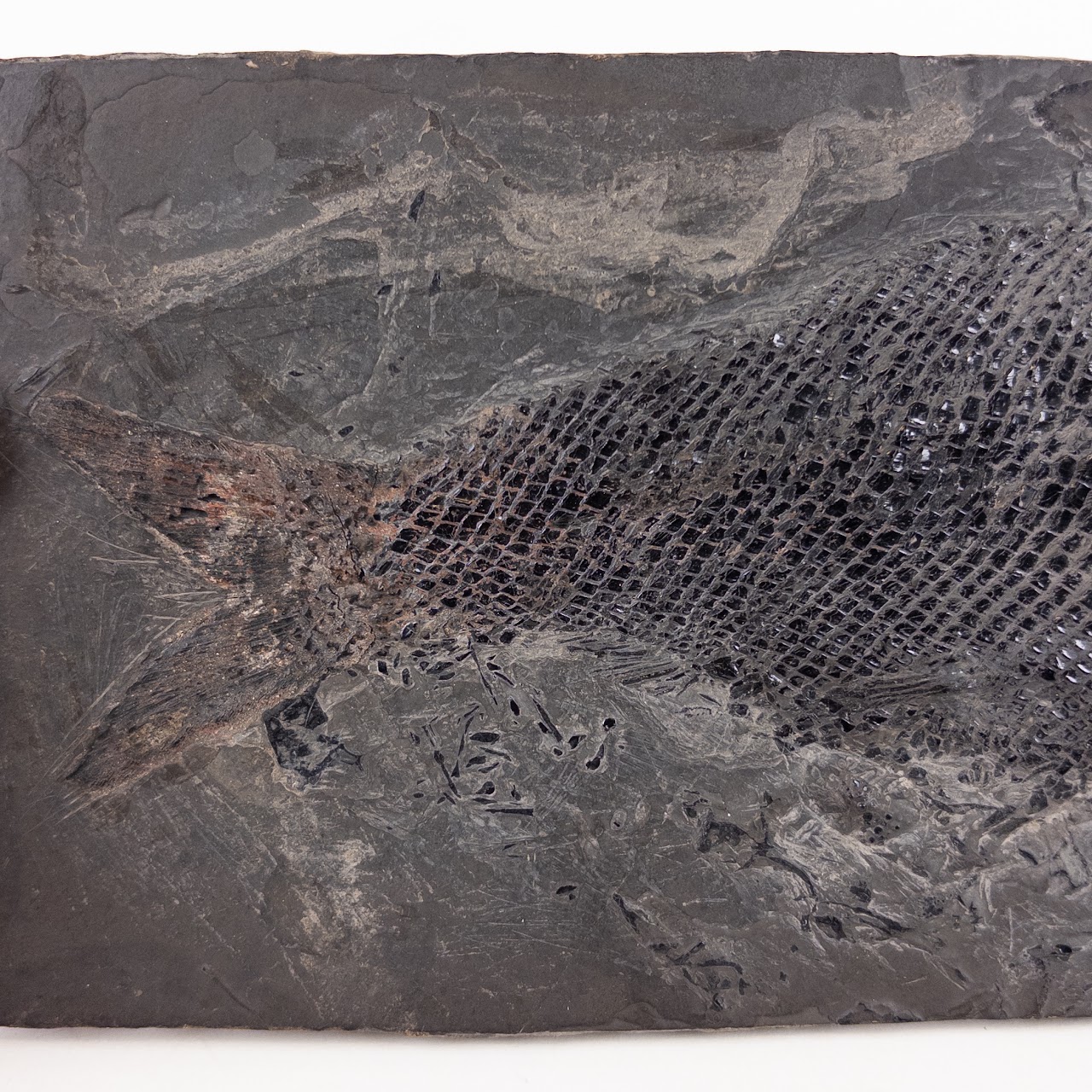 Fish Fossil on Shale