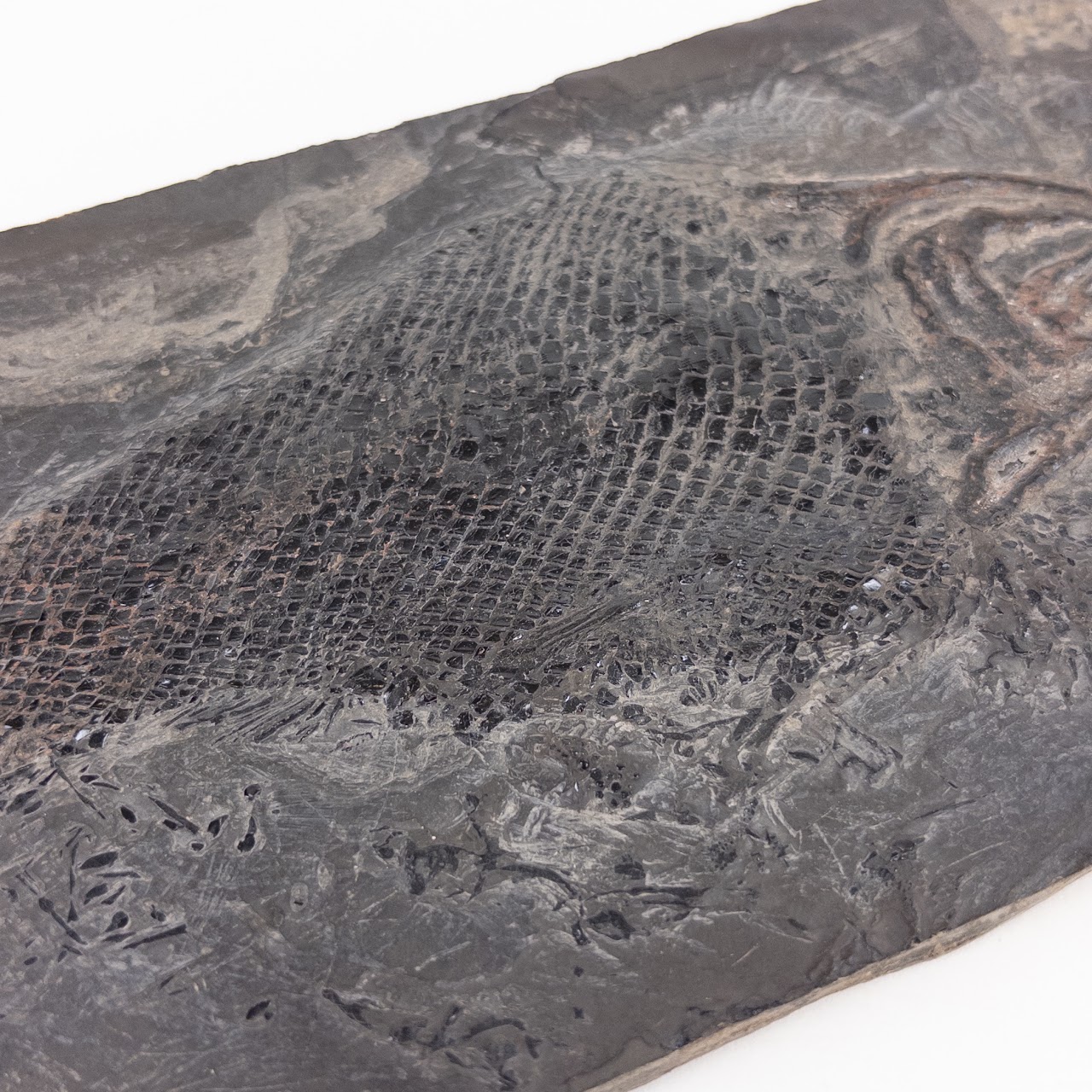 Fish Fossil on Shale