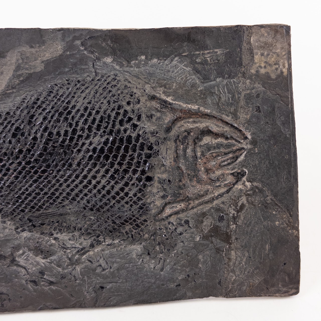 Fish Fossil on Shale