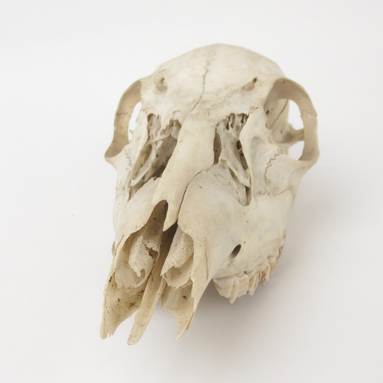 Doe Skull Specimen