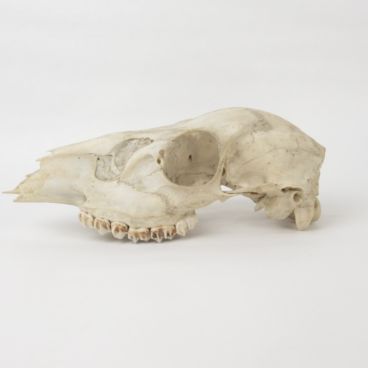 Doe Skull Specimen