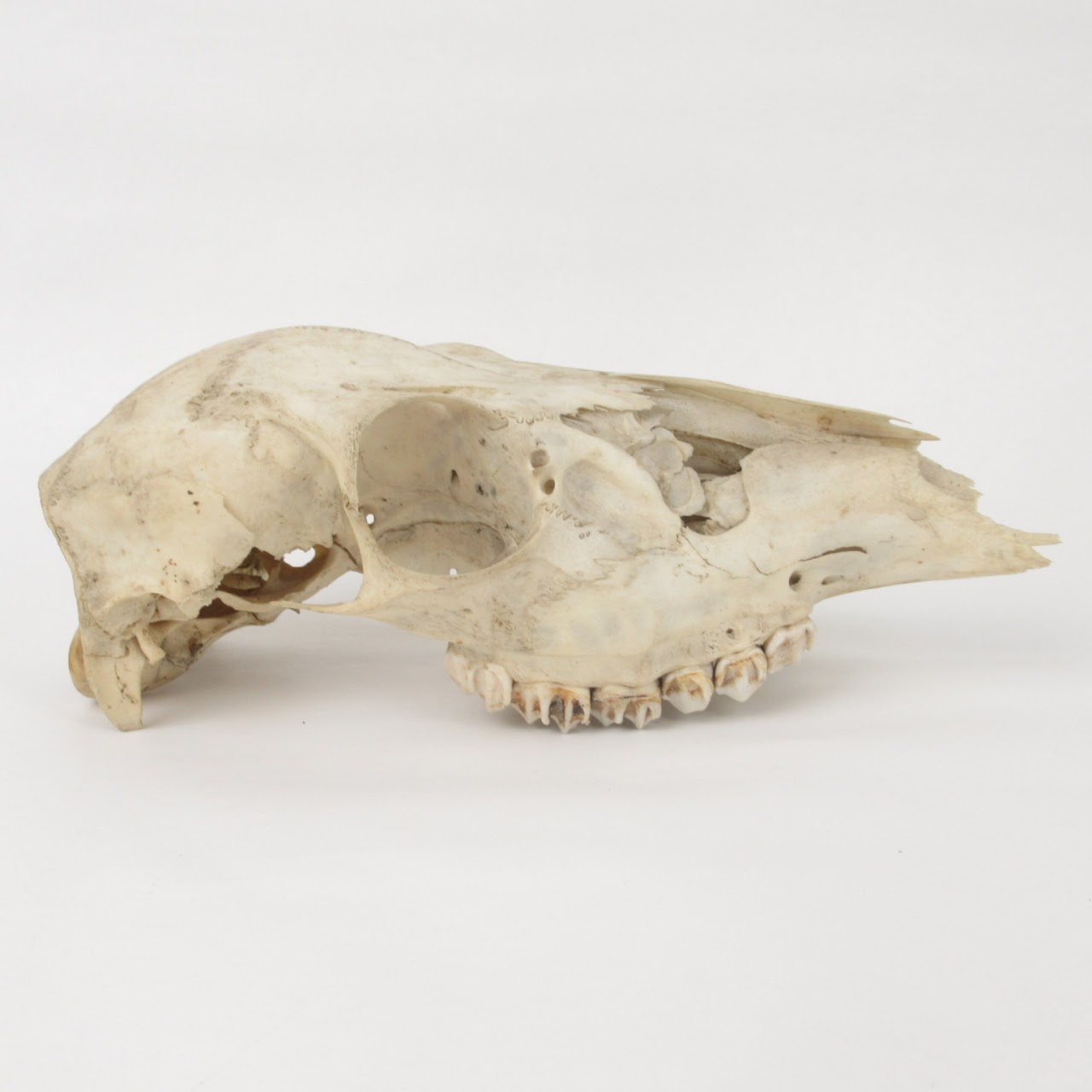 Doe Skull Specimen