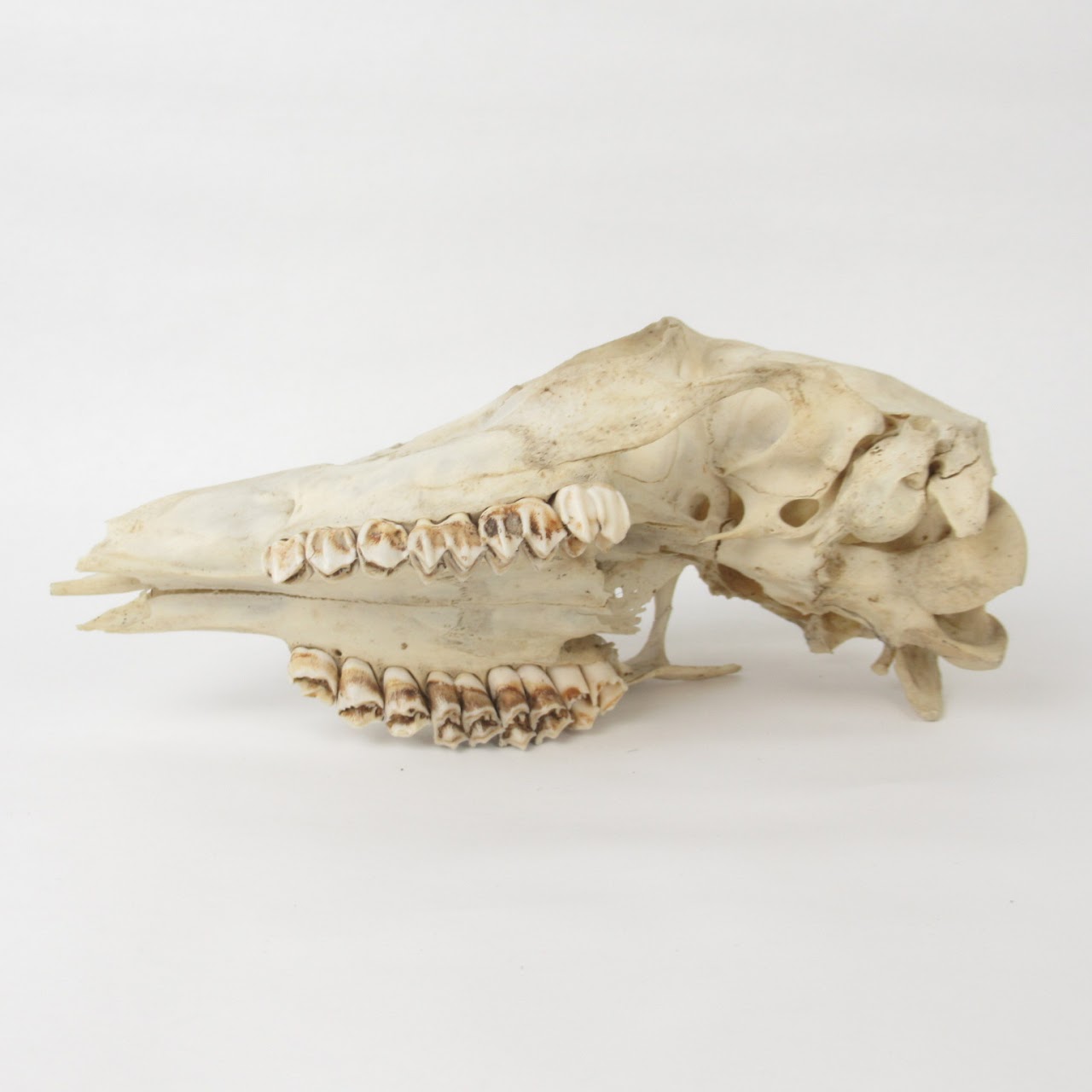 Doe Skull Specimen