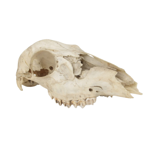 Doe Skull Specimen