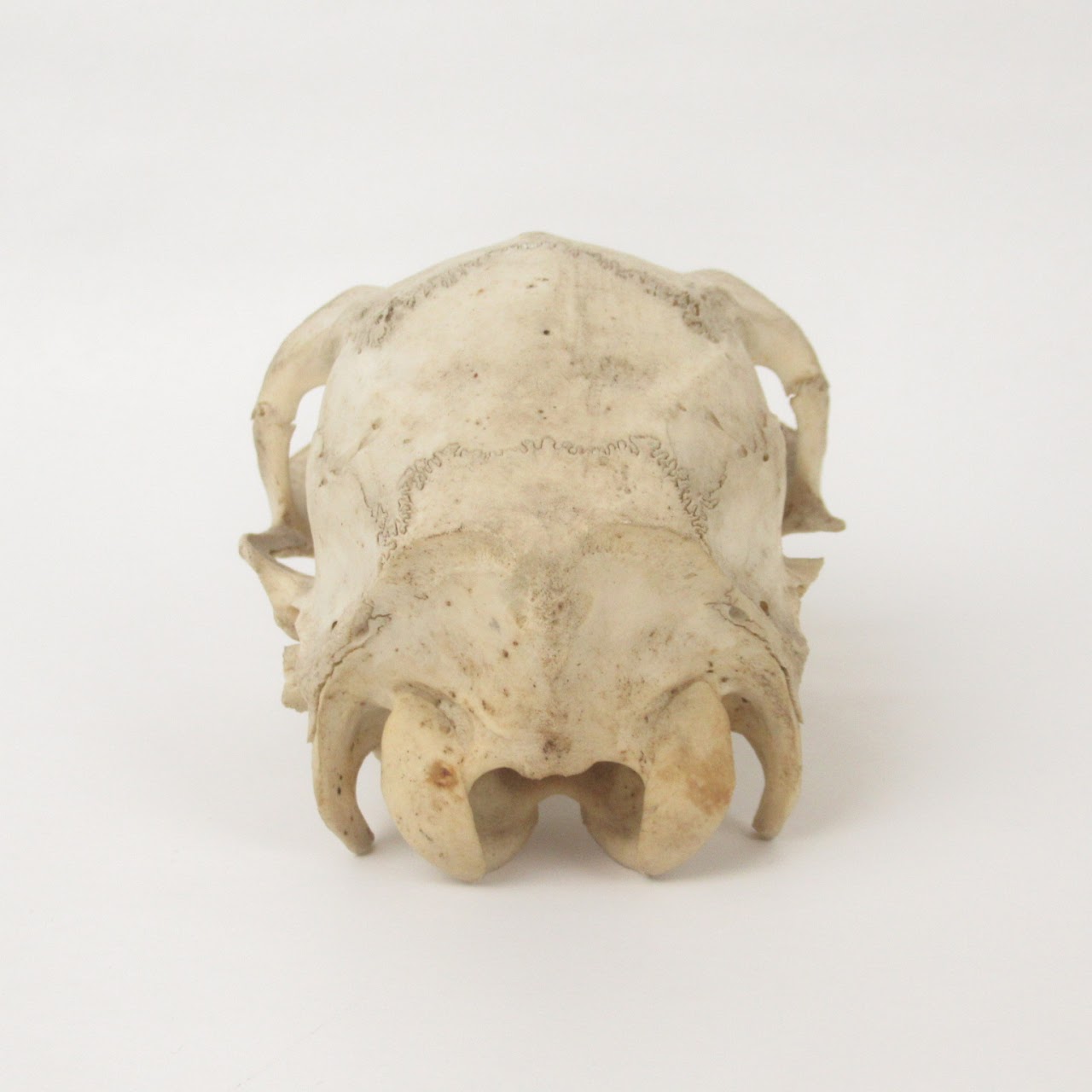 Doe Skull Specimen