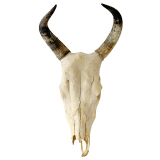 Horned Steer Skull Specimen
