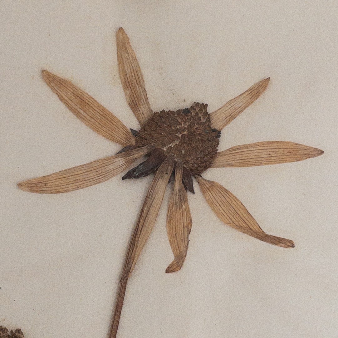 Cone Disk Sunflower 19th C. Mounted Botanical Specimen