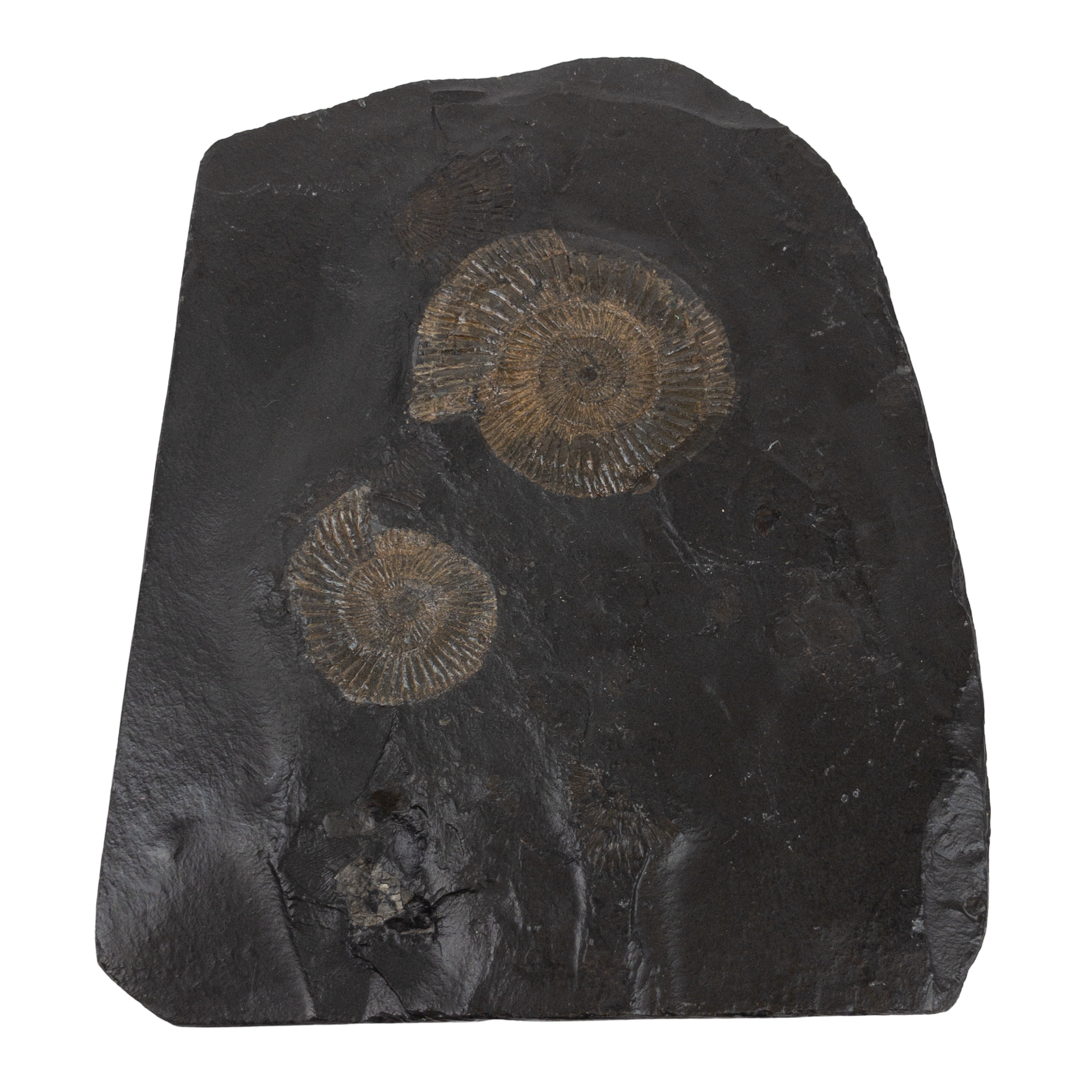 Ammonite Fossil Specimen