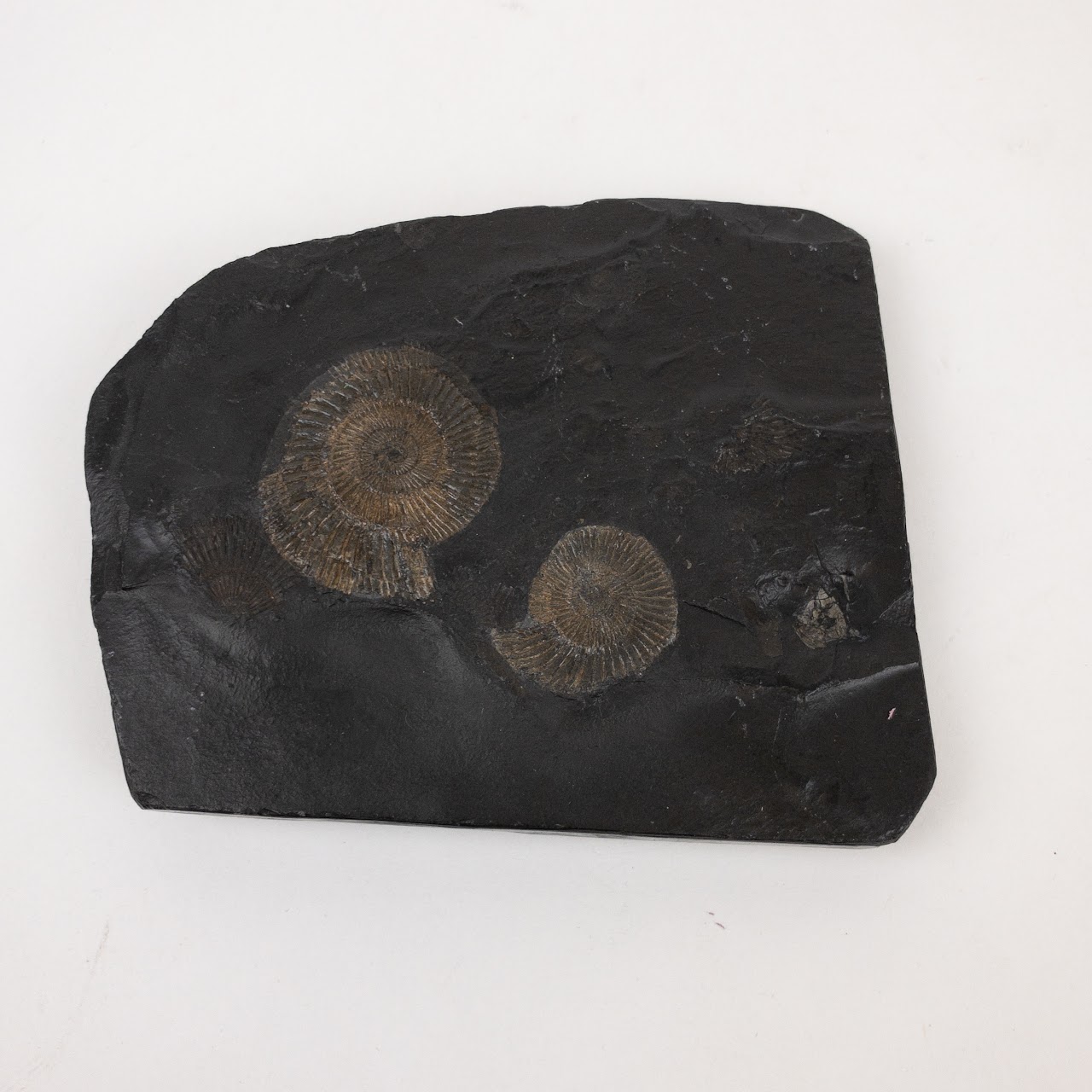 Ammonite Fossil Specimen