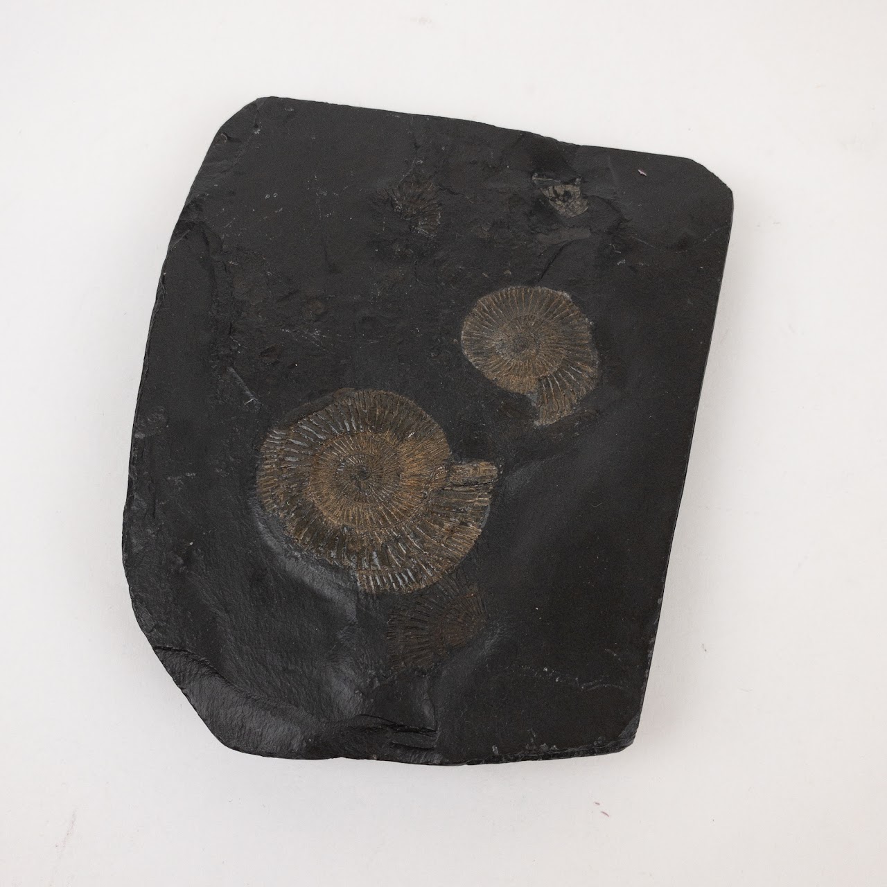 Ammonite Fossil Specimen