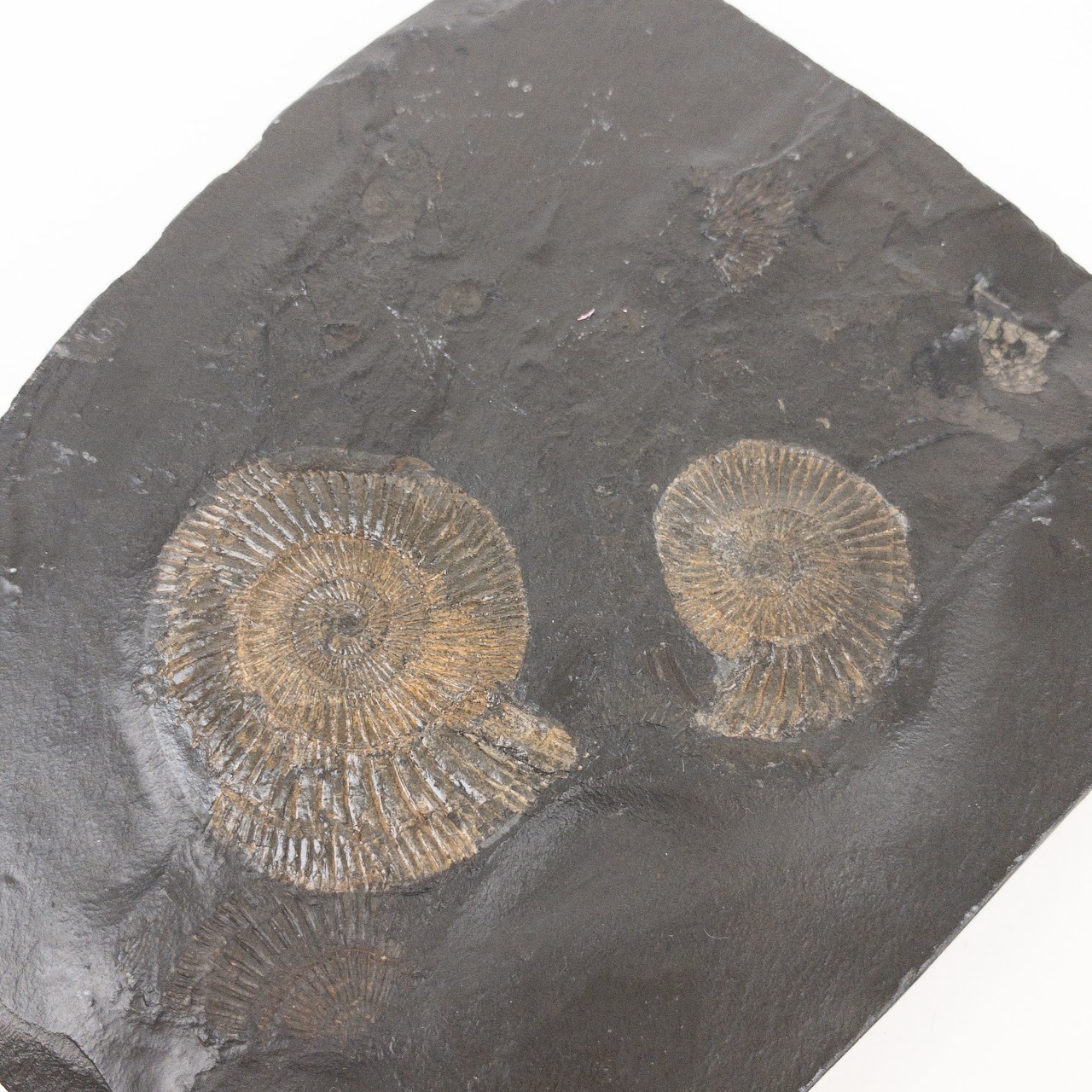 Ammonite Fossil Specimen