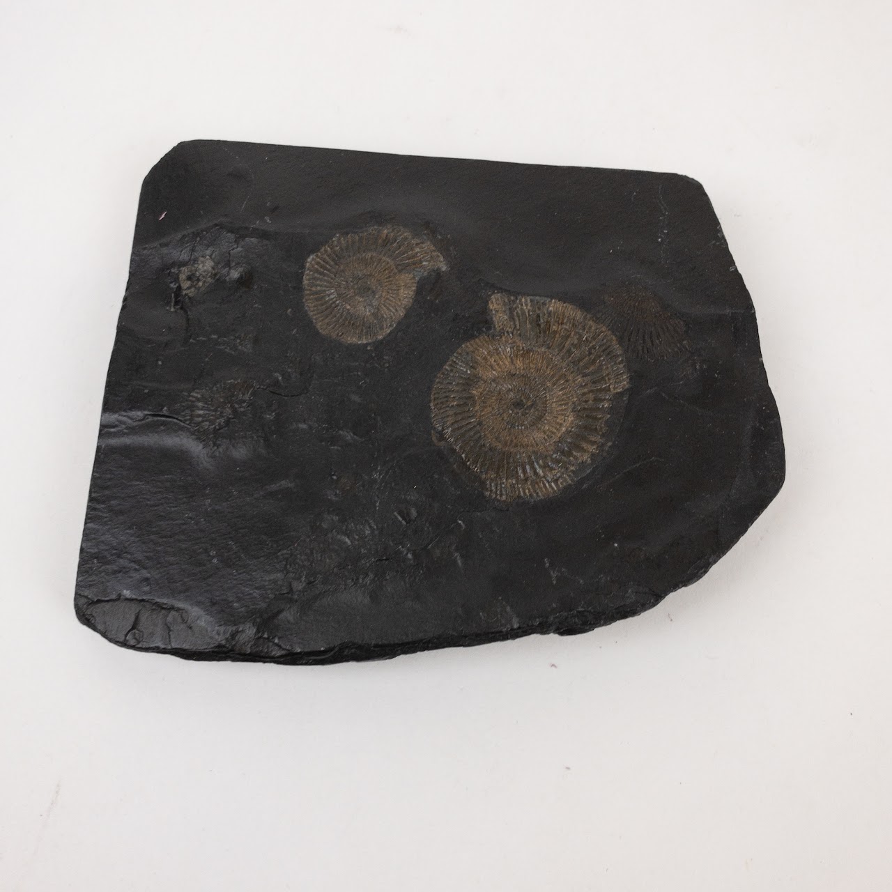 Ammonite Fossil Specimen