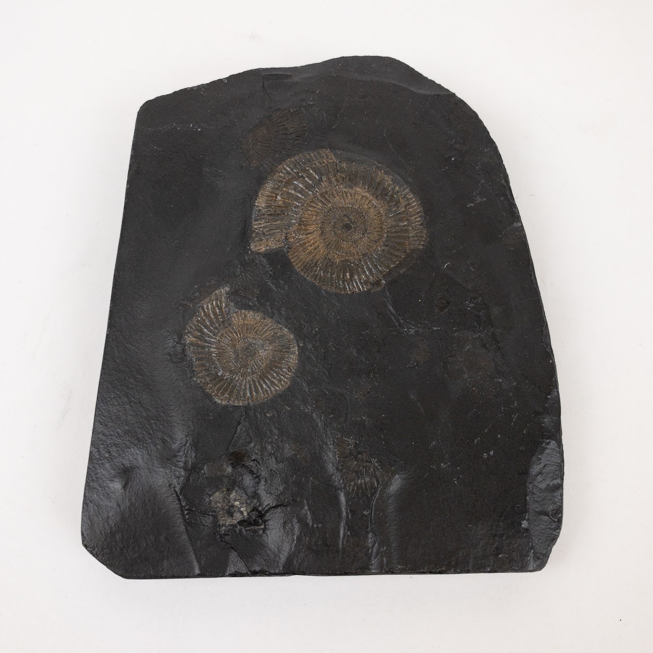 Ammonite Fossil Specimen