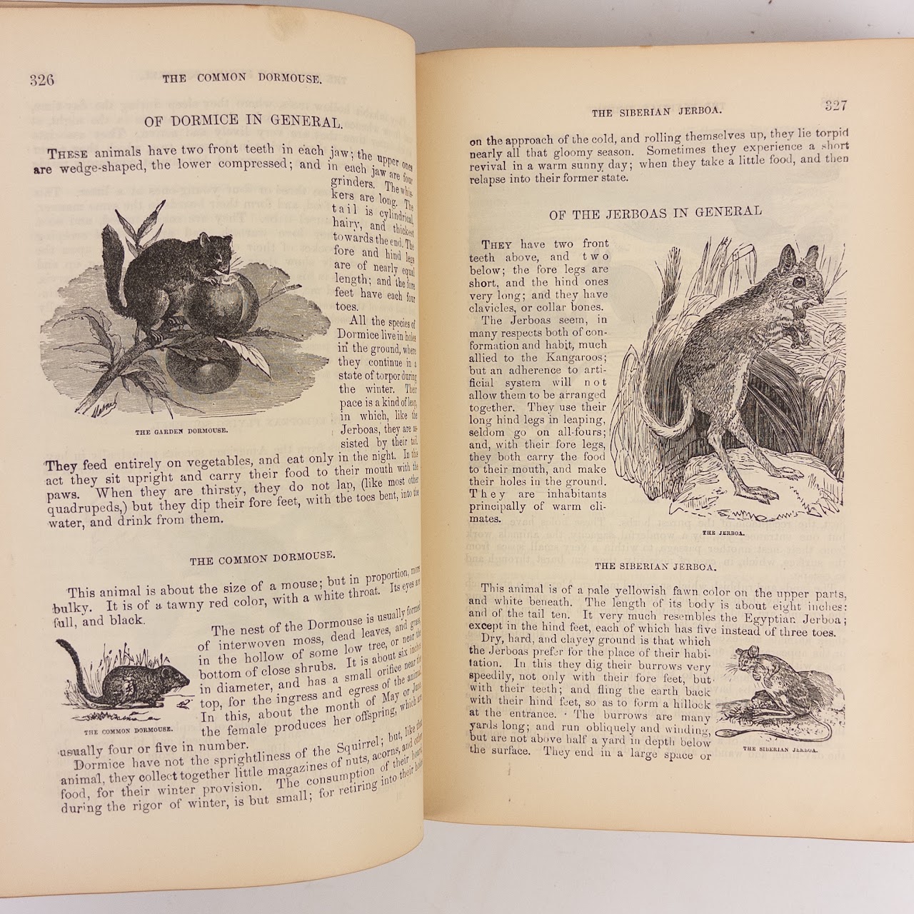 Rev. W.  Bingley: 'The Animal Kingdom' 19th C. Leather Bound Natural History Compendium