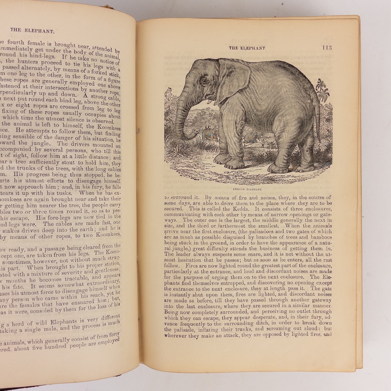 Rev. W.  Bingley: 'The Animal Kingdom' 19th C. Leather Bound Natural History Compendium