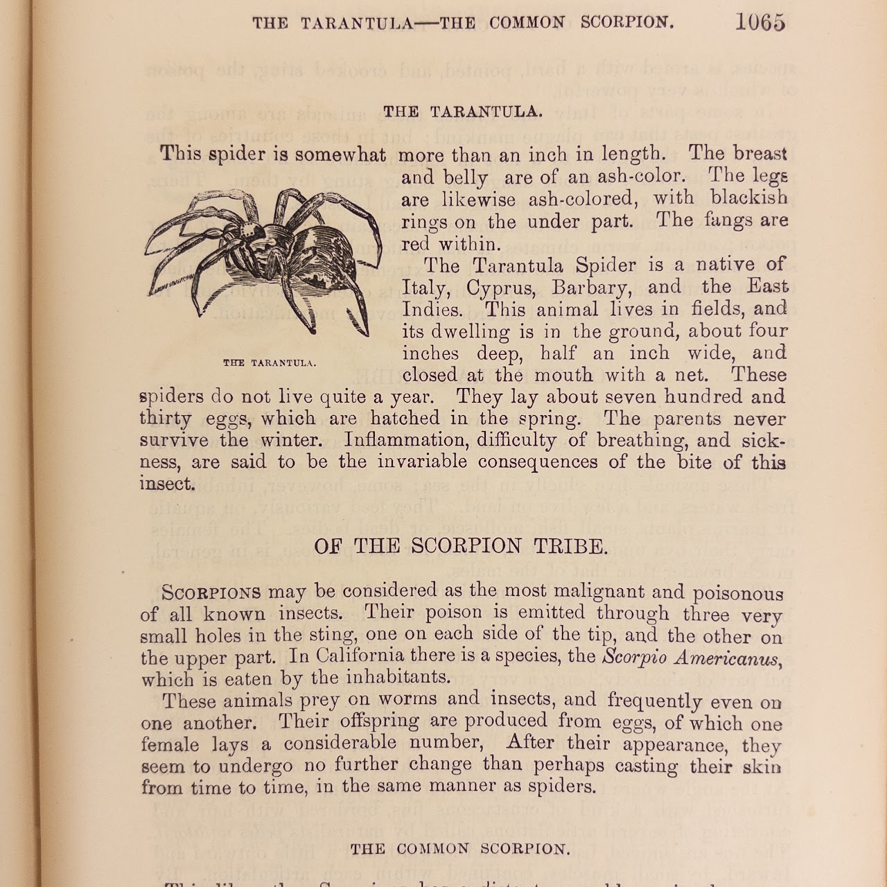 Rev. W.  Bingley: 'The Animal Kingdom' 19th C. Leather Bound Natural History Compendium