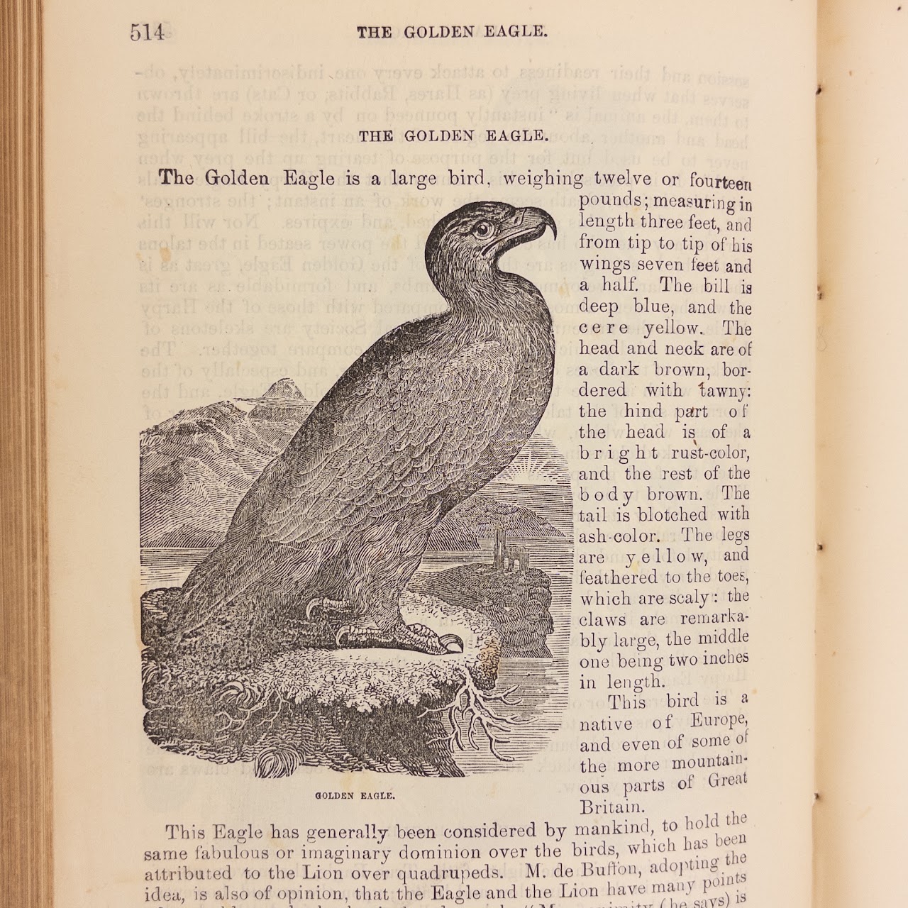 Rev. W.  Bingley: 'The Animal Kingdom' 19th C. Leather Bound Natural History Compendium