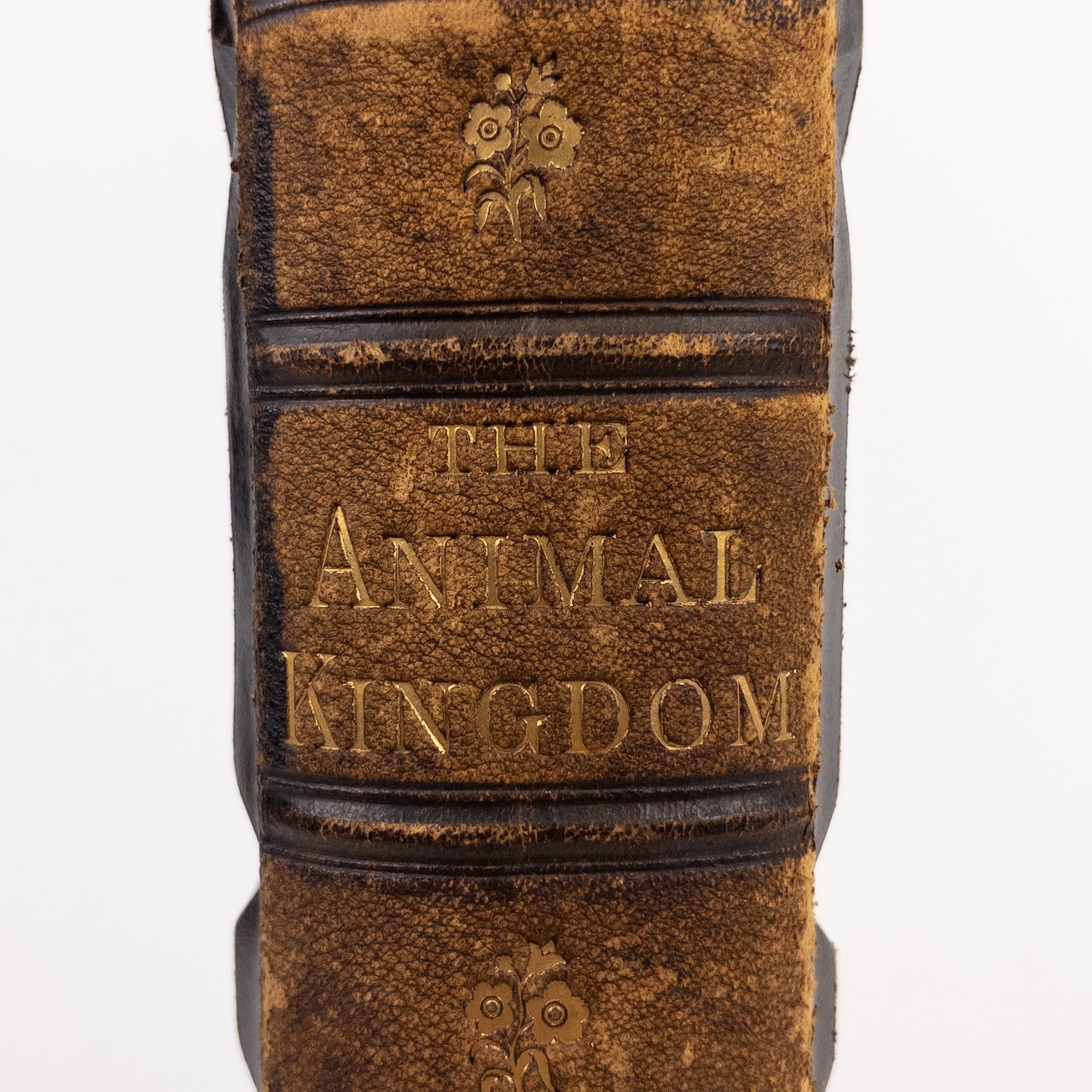 Rev. W.  Bingley: 'The Animal Kingdom' 19th C. Leather Bound Natural History Compendium