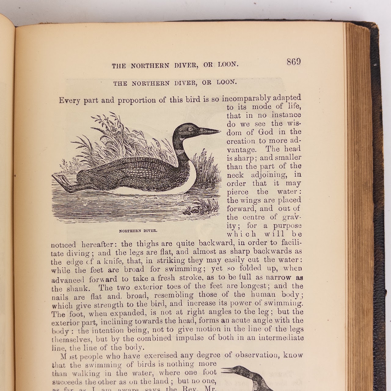 Rev. W.  Bingley: 'The Animal Kingdom' 19th C. Leather Bound Natural History Compendium