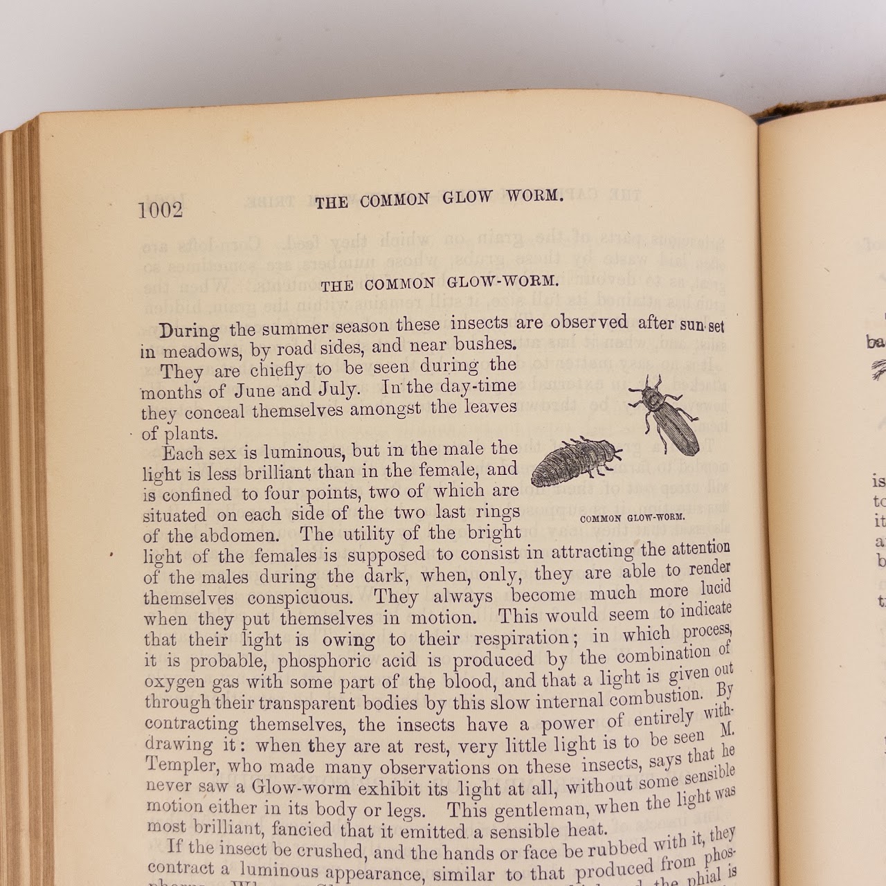 Rev. W.  Bingley: 'The Animal Kingdom' 19th C. Leather Bound Natural History Compendium