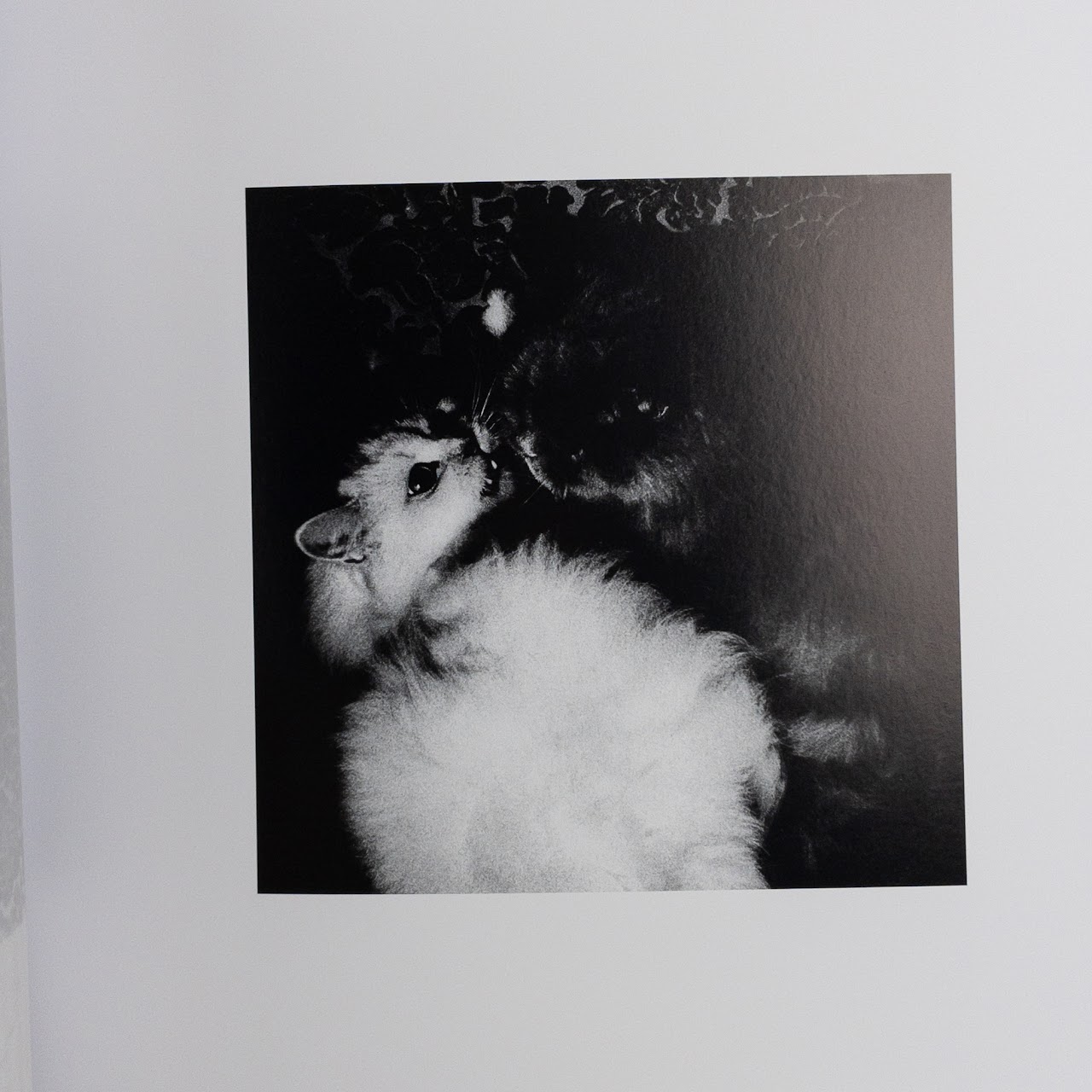 Erika Yasuda,  Julia Yasuda & Anohni 'She Who Saw Beautiful Things' Photo Essay Book